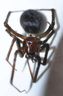 Image of False black widow