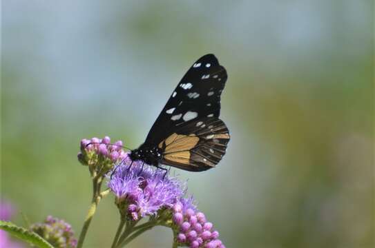 Amauris ellioti junia (Le Cerf 1920) resmi