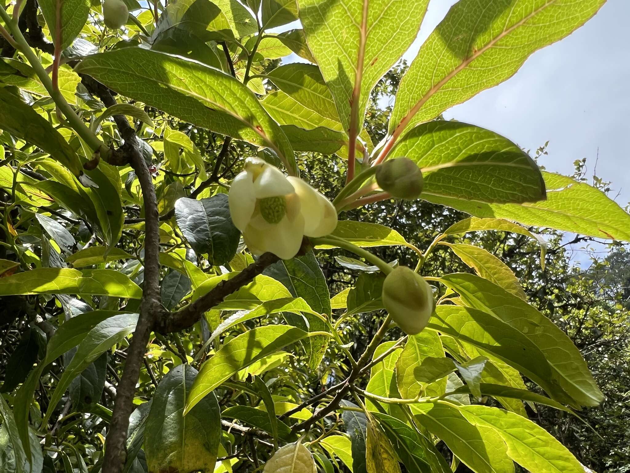 Image of Schisandra grandiflora (Wall.) Hook. fil. & Thoms.