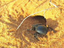 Image of Pachysoma rotundigena Felsche 1907