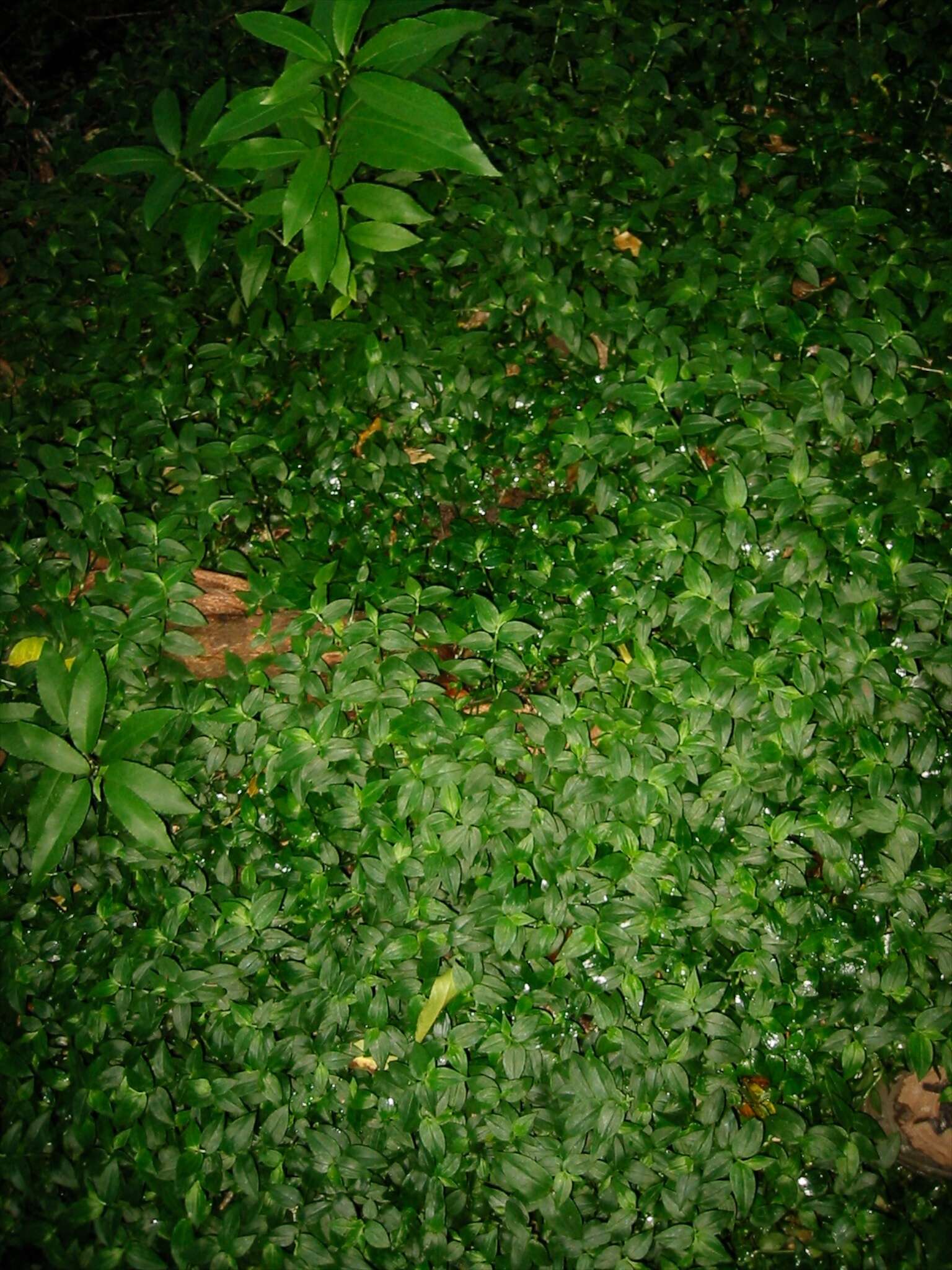 Image of small-leaf spiderwort