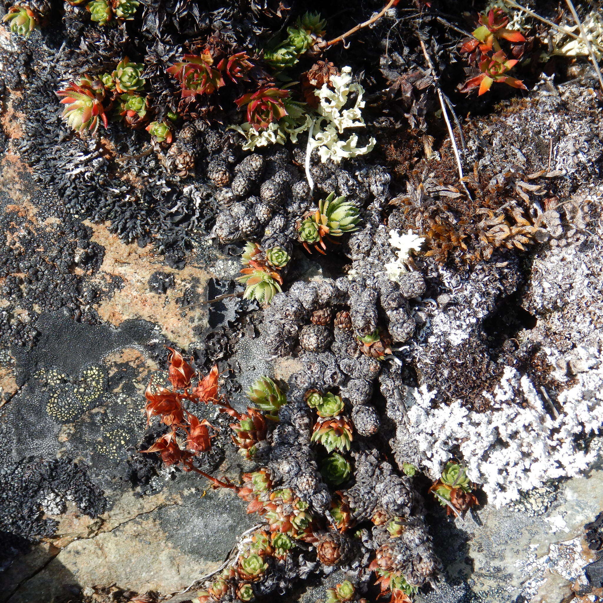 Image of Funston's Saxifrage