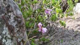 Plancia ëd Dierama pendulum (L. fil.) Baker