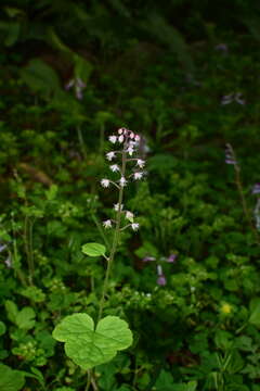 Image of Tiarella polyphylla D. Don