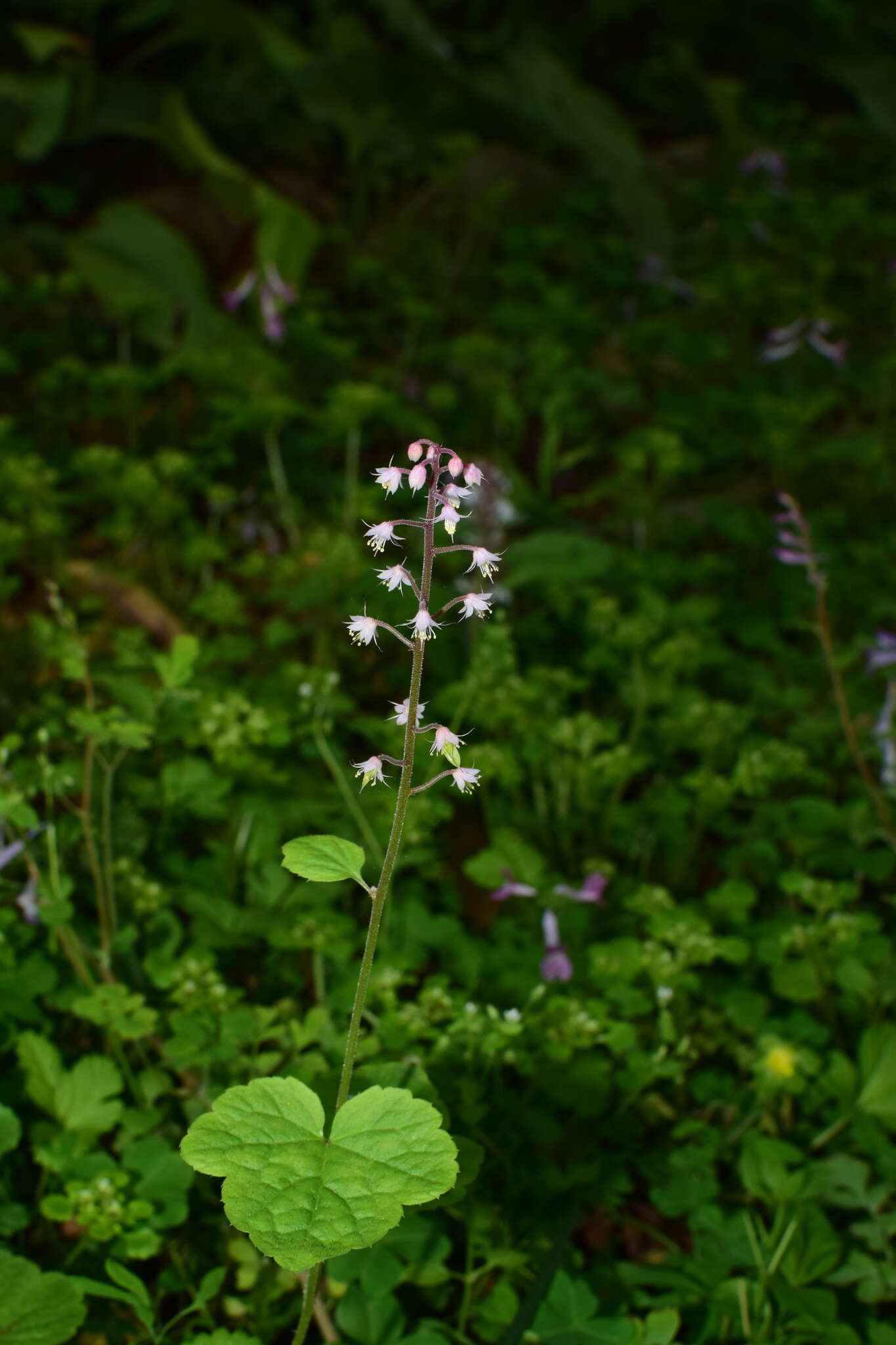 Image of Tiarella polyphylla D. Don