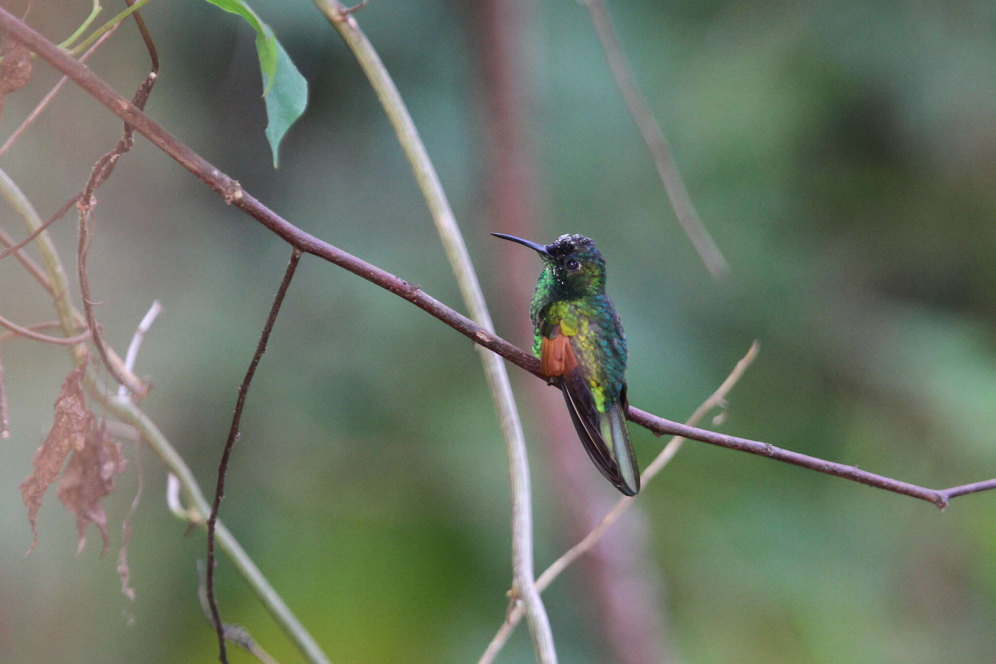 Image of Oaxaca Hummingbird