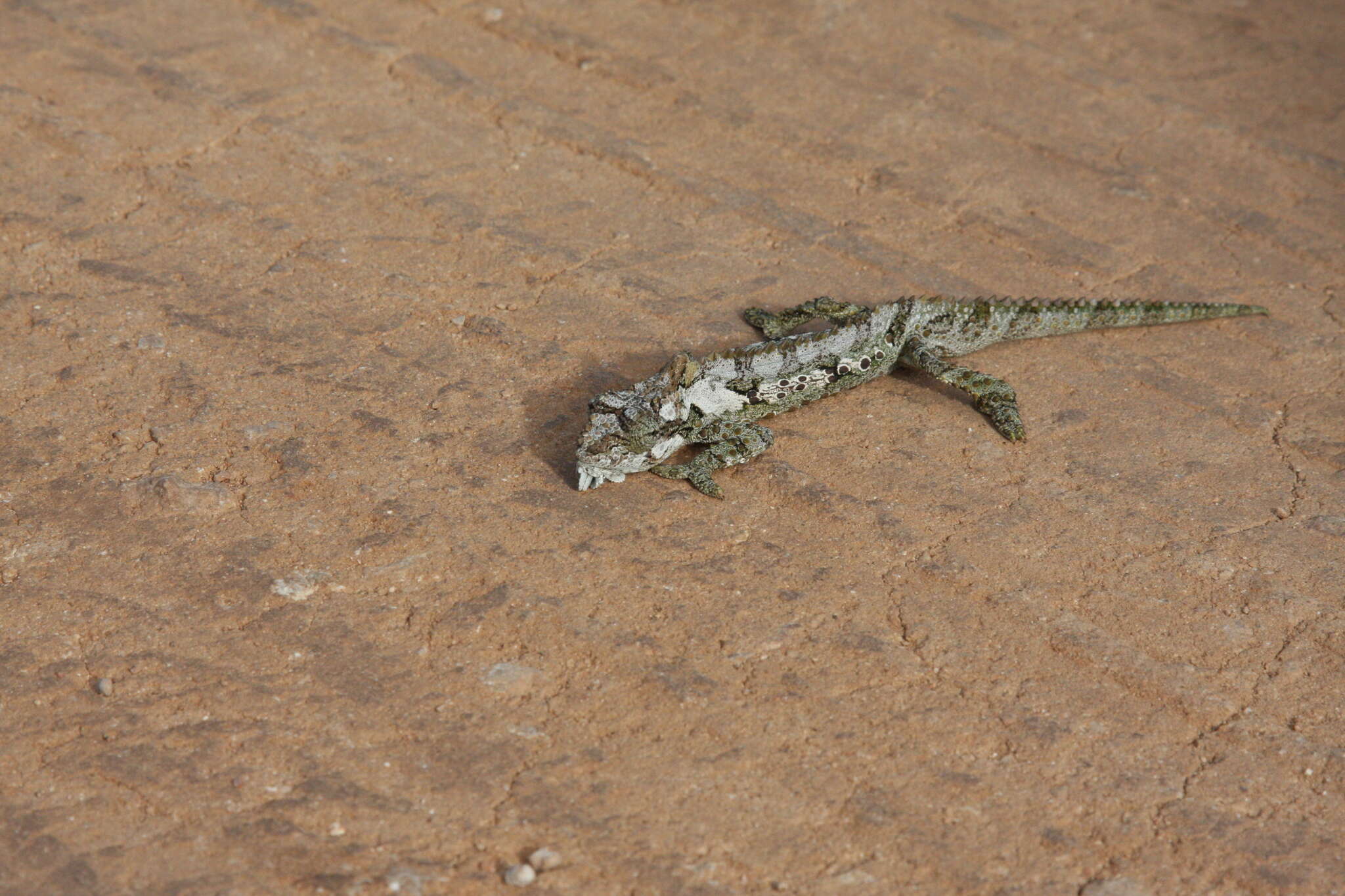 Image of Eastern Cape Dwarf Chameleon