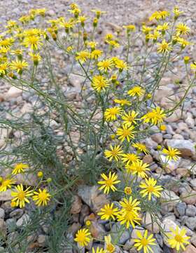 Plancia ëd Senecio nevadensis subsp. malacitanus (Huter) Greuter