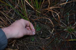 Image of bog white violet