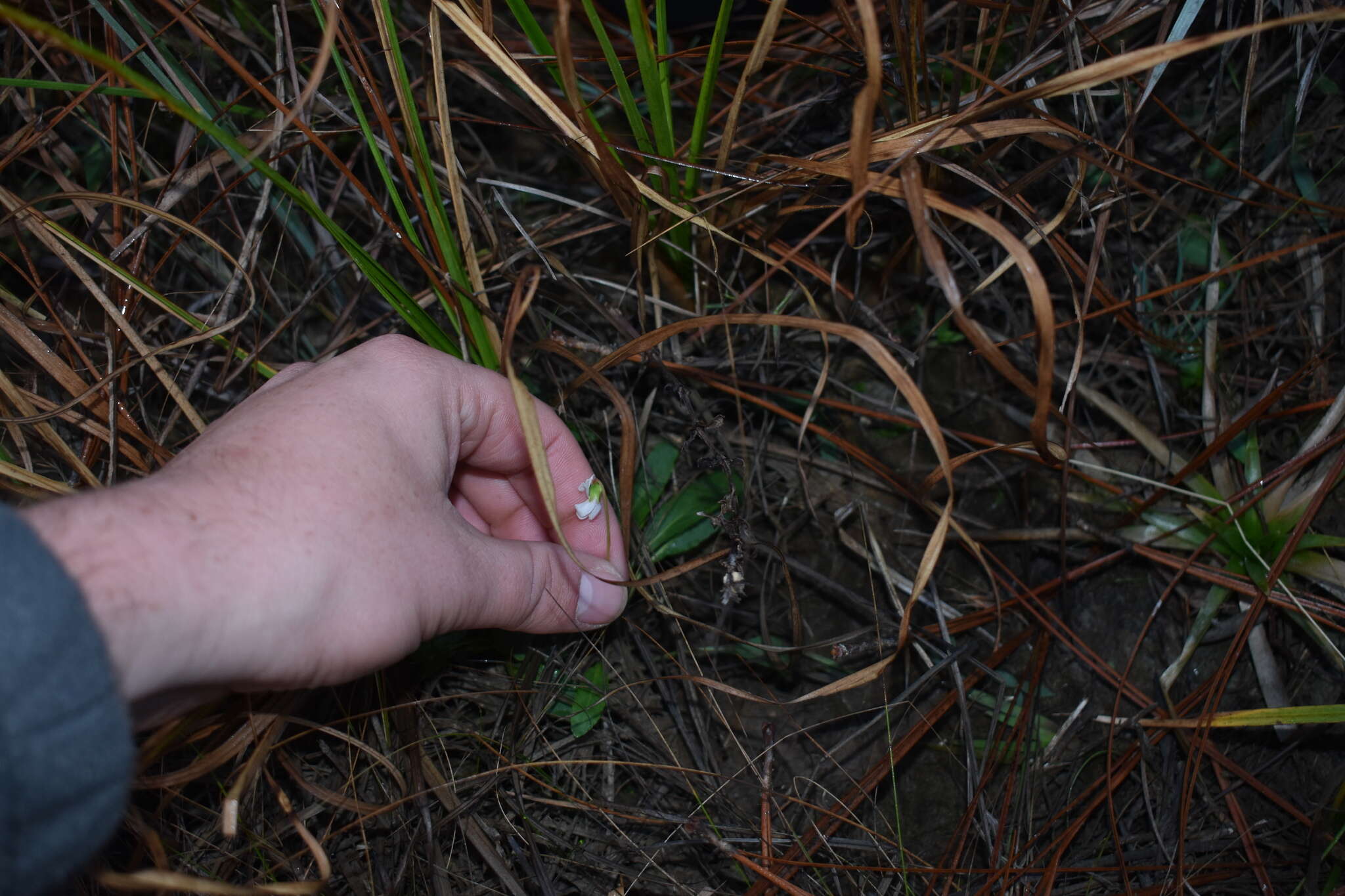 Image of bog white violet