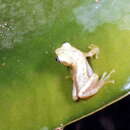 Image of Golden Leaf-folding Frog