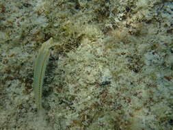 Image of Brownbanded wrasse