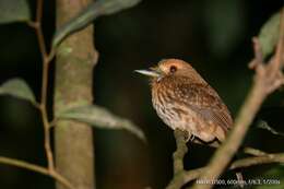 Image of White-whiskered Puffbird