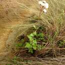 Ageratina prunellifolia (Kunth) R. King & H. Rob. resmi