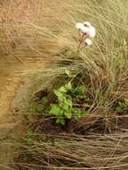 Sivun Ageratina prunellifolia (Kunth) R. King & H. Rob. kuva