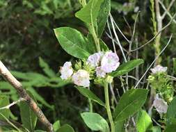 Image of hairy laurel