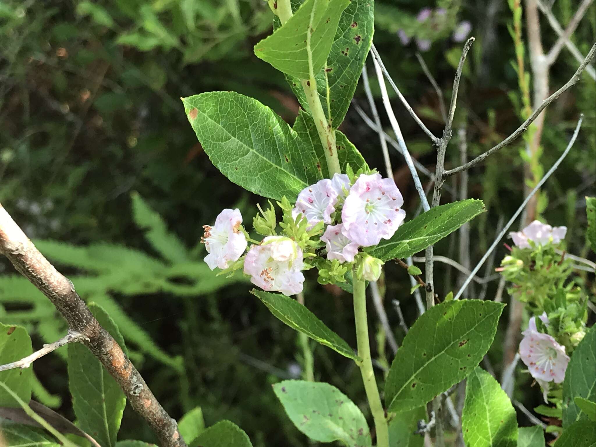 Image of hairy laurel