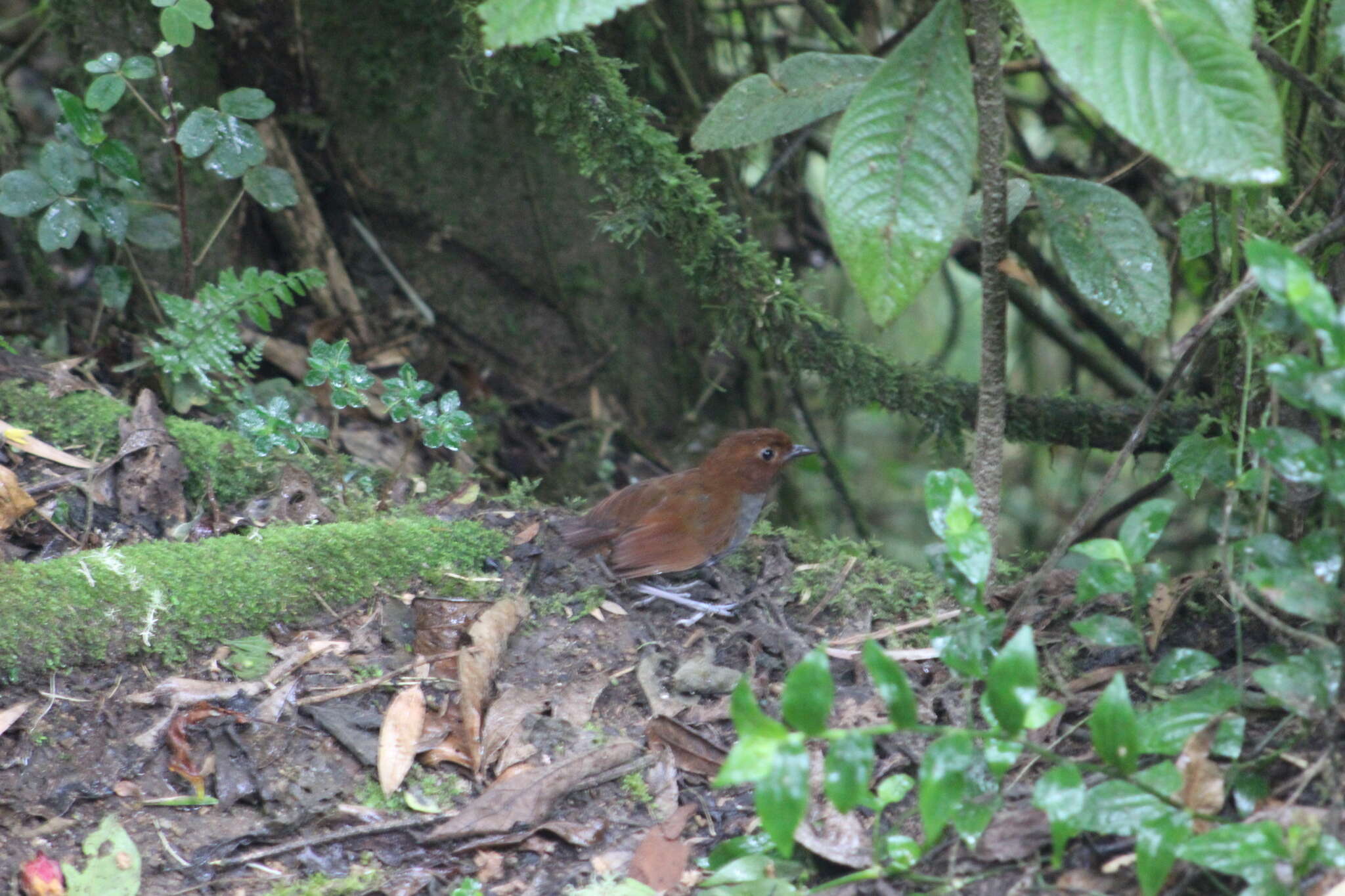 Image of Bicolored Antpitta