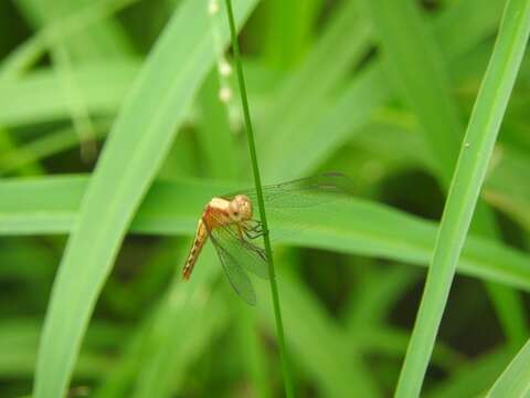 Image of Red-faced Dragonlet