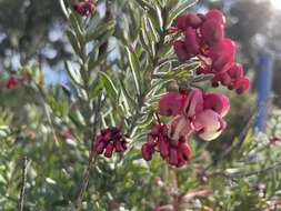 Image of Grevillea lanigera A. Cunn. ex R. Br.