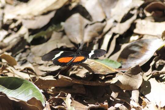 Image of Heliconius clysonymus montanus Salvin 1871