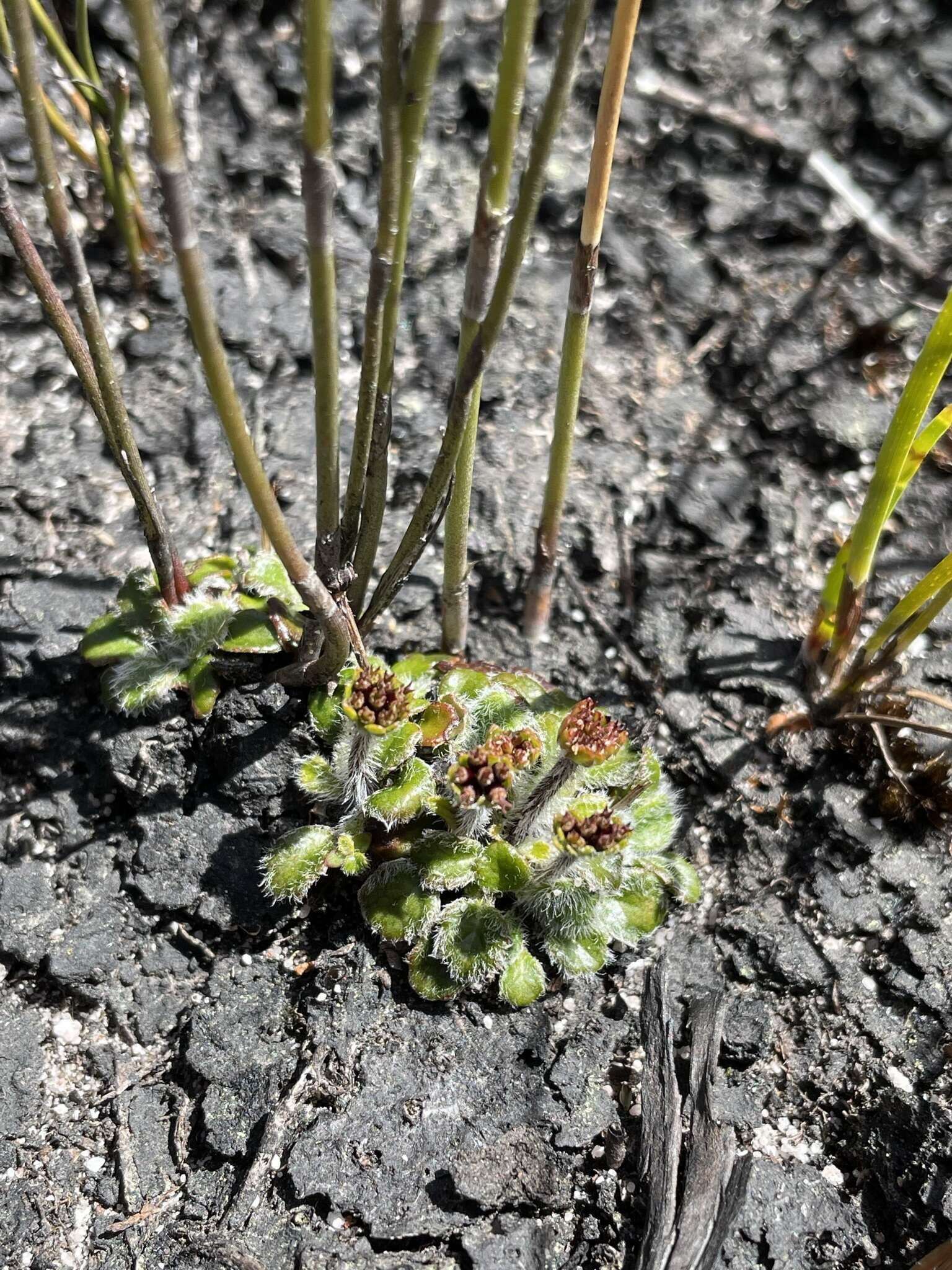 Actinotus bellidioides (Hook. fil.) Benth. resmi