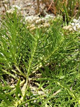 Image of Low Milkweed