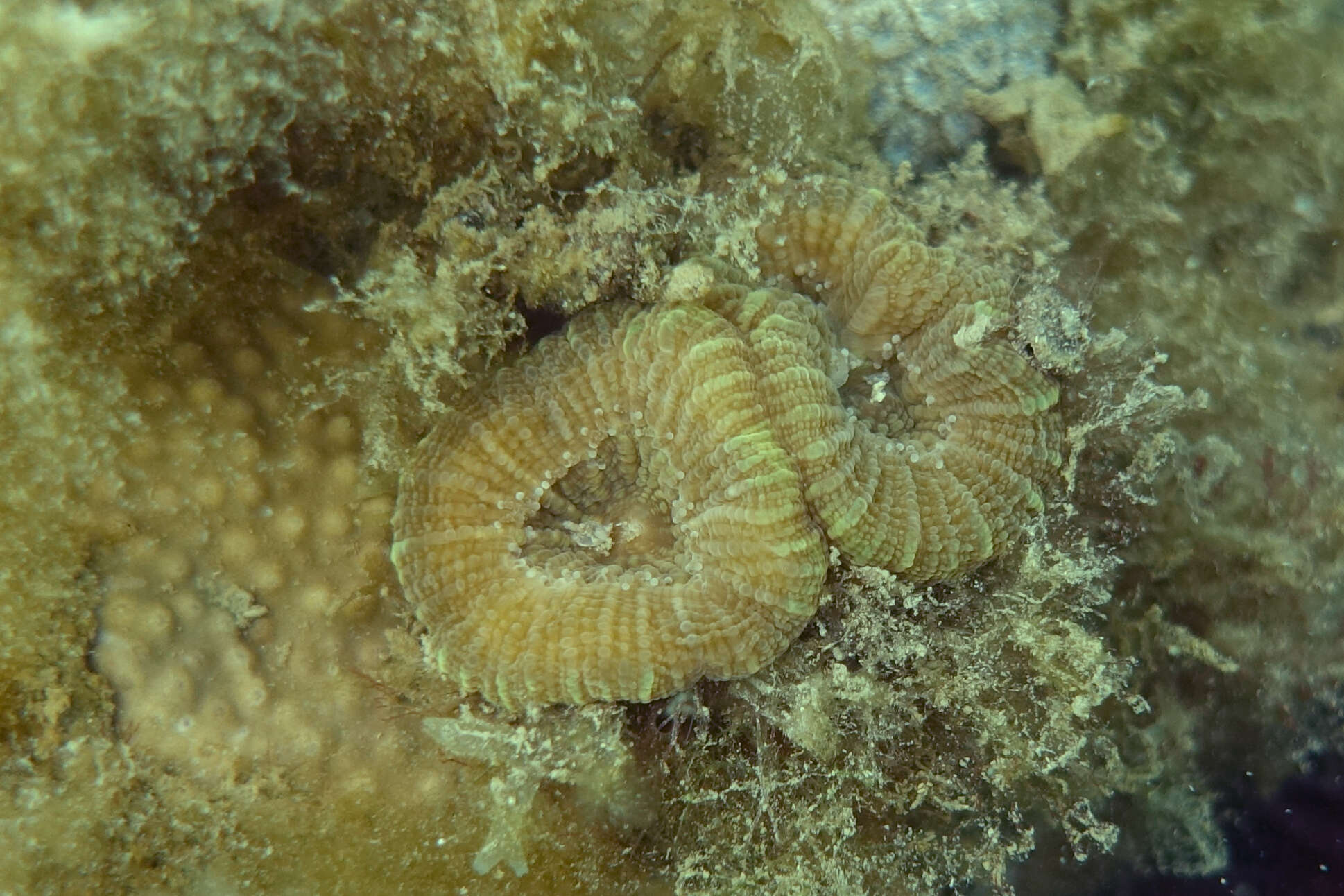 Image of Large polyp hard coral