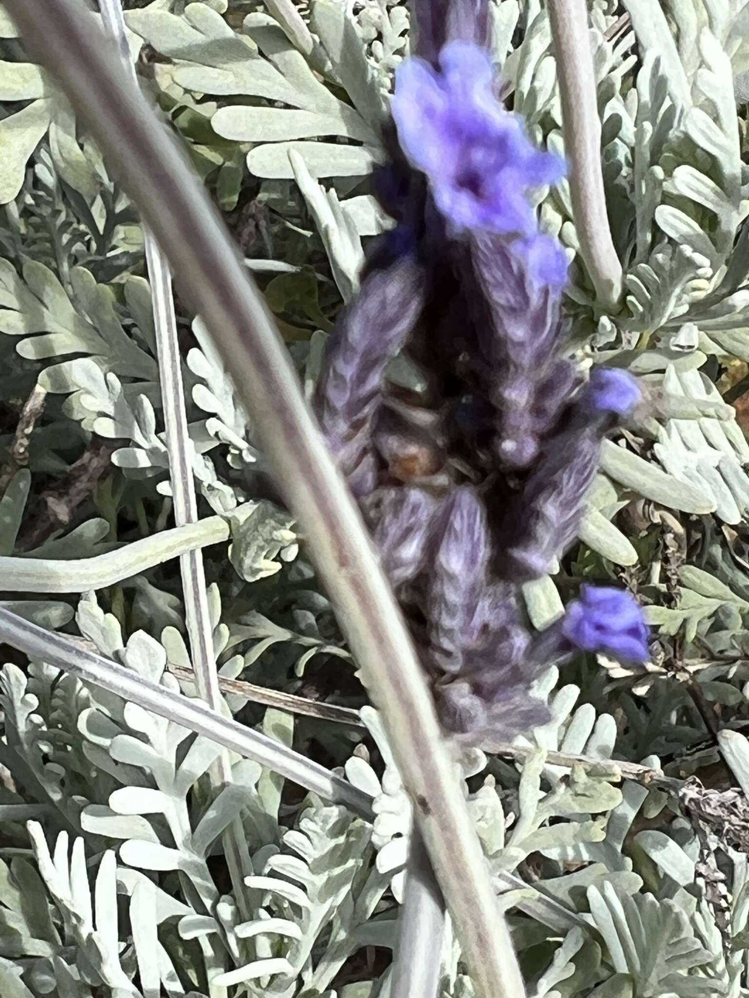 Image of Lavandula buchii Webb & Berthel.