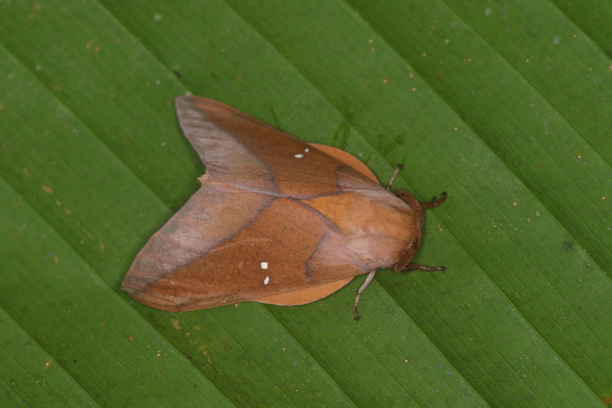 Image of Syssphinx colla Dyar 1907