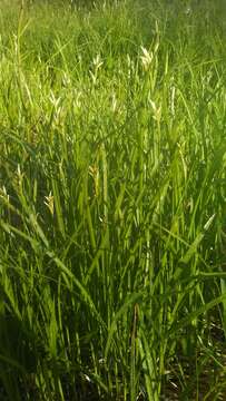 Image of quaking-grass sedge