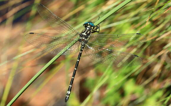 Image of Variable Tigertail