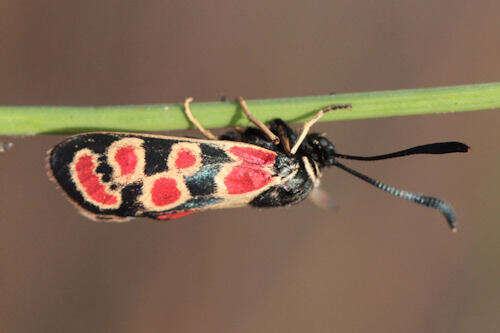 Image of Zygaena carniolica suavis Burgeff 1926