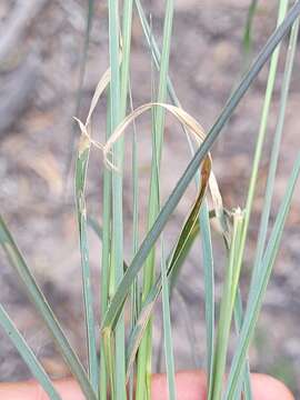 صورة Digitaria breviglumis (Domin) Henrard