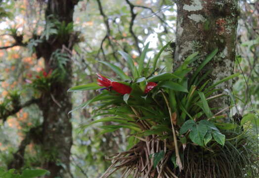 Image of Tillandsia multicaulis Steud.