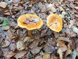 Image of Cortinarius elegantissimus Rob. Henry 1989