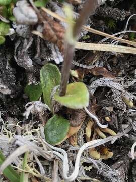 Image of Arctic Squaw-Weed