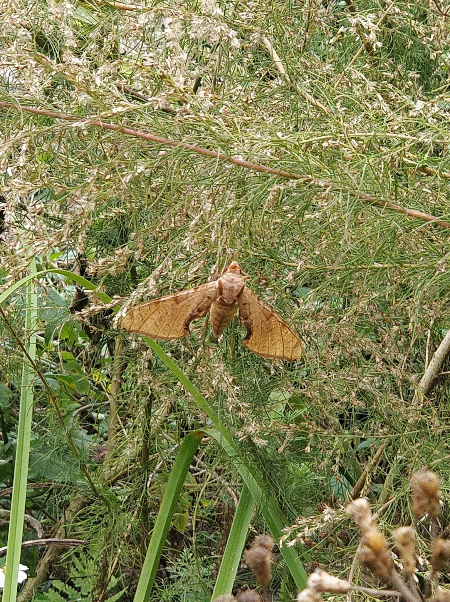 Image de Protambulyx strigilis (Linnaeus 1771)