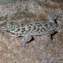 Phyllodactylus bugastrolepis Dixon 1966 resmi