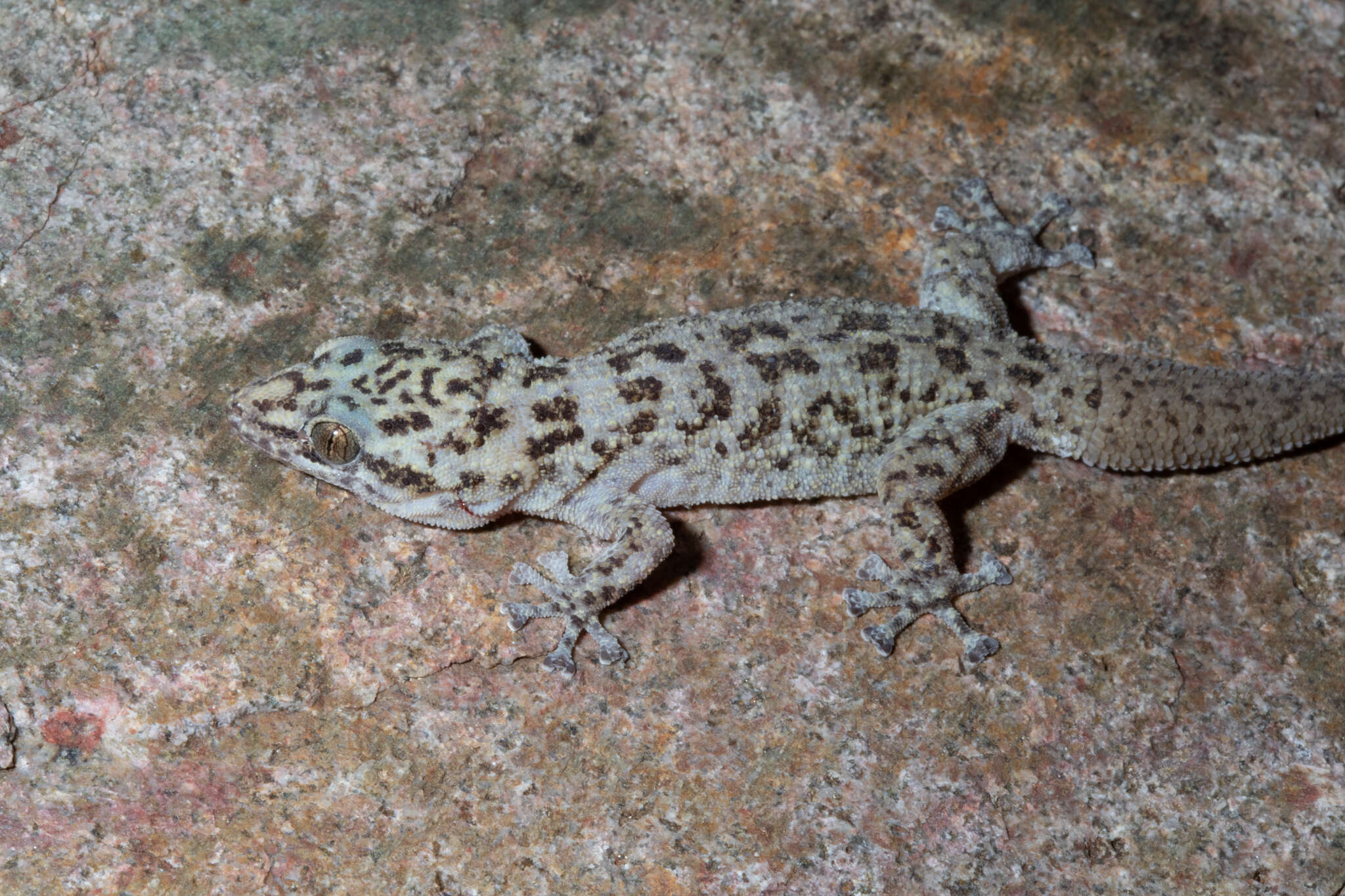 Phyllodactylus bugastrolepis Dixon 1966 resmi