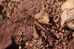 Image of Omocestus (Omocestus) petraeus (Brisout de Barneville 1856)