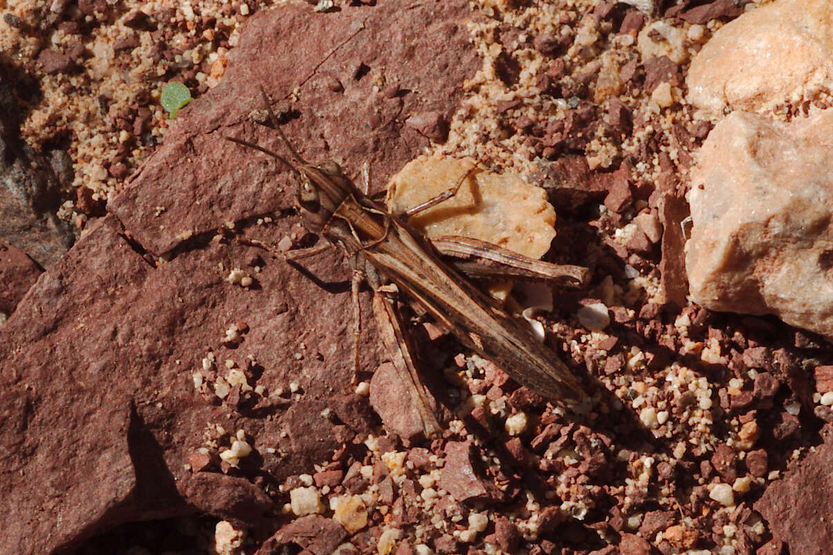 Image of Omocestus (Omocestus) petraeus (Brisout de Barneville 1856)