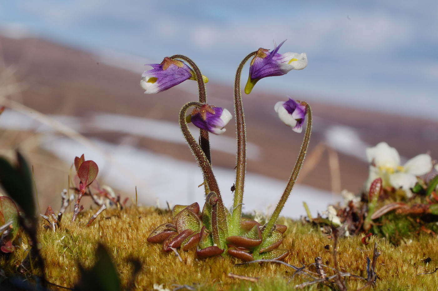 Pinguicula variegata Turcz.的圖片