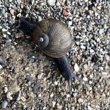 Image of Green Garden Snail