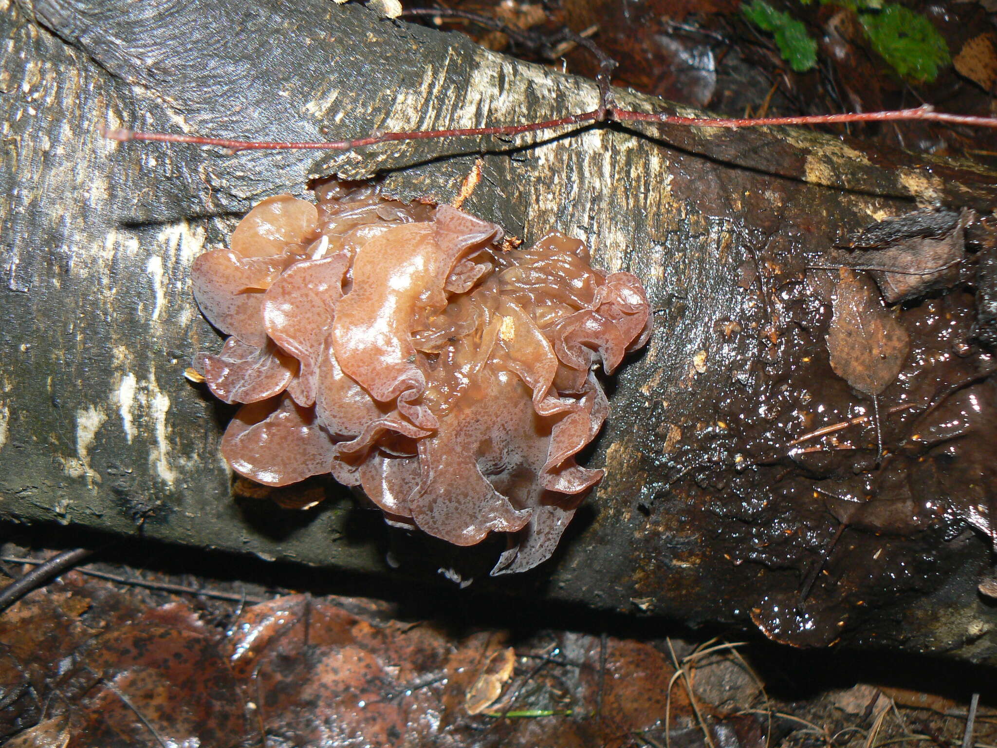 Image of Phaeotremella frondosa (Fr.) Spirin & Malysheva