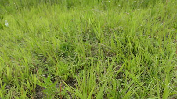 Image of Violet Crab Grass