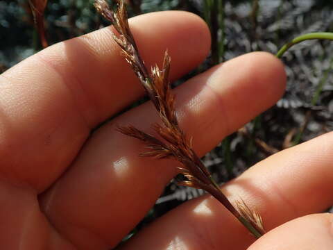 Image of Sporadanthus traversii (F. Muell.) Buchanan