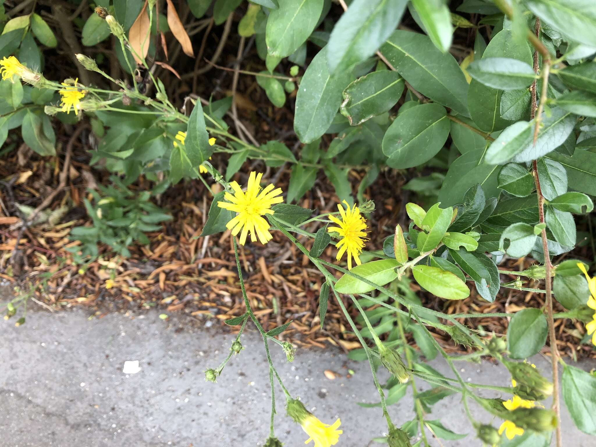 Image of New England hawkweed