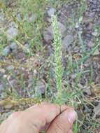 Image of streambed bristlegrass