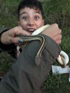 Image of Baird's Patchnose Snake